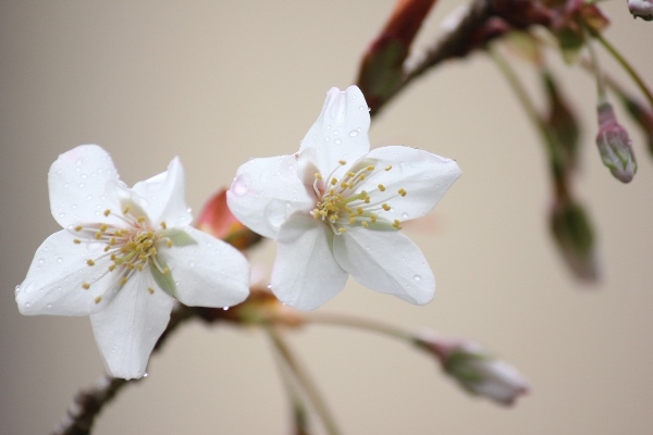 3434-13.3.28容保桜　開花アップ.jpg